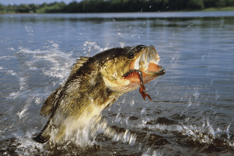 Bass Fishing at Lake Fork in October: Essential Tackle and Techniques for a Successful Trip