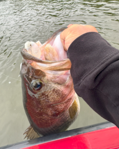 Outdo Your Personal Best with Cap'N Ron on Lake Fork