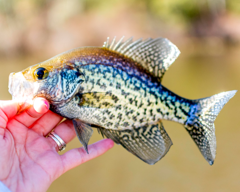 Discover the Ultimate Winter Crappie Fishing Experience with Cap’n Ron at Lake Fork, Texas