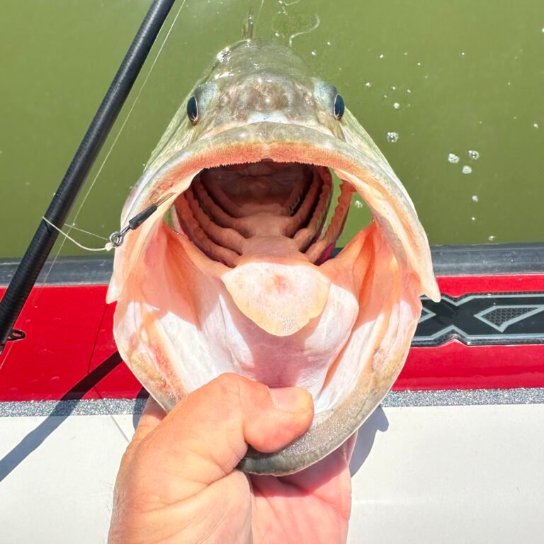 Winter Bass Fishing with Cap'N Ron Expert Guidance on Lake Fork