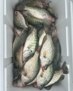 Where’d They Go A Look at Crappie Behavior in the Colder Months