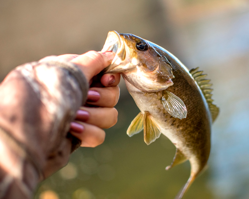 Bass Behavior as the Weather Warms Up