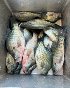 Why Crappie Fishing Is Perfect for Beginners and Kids