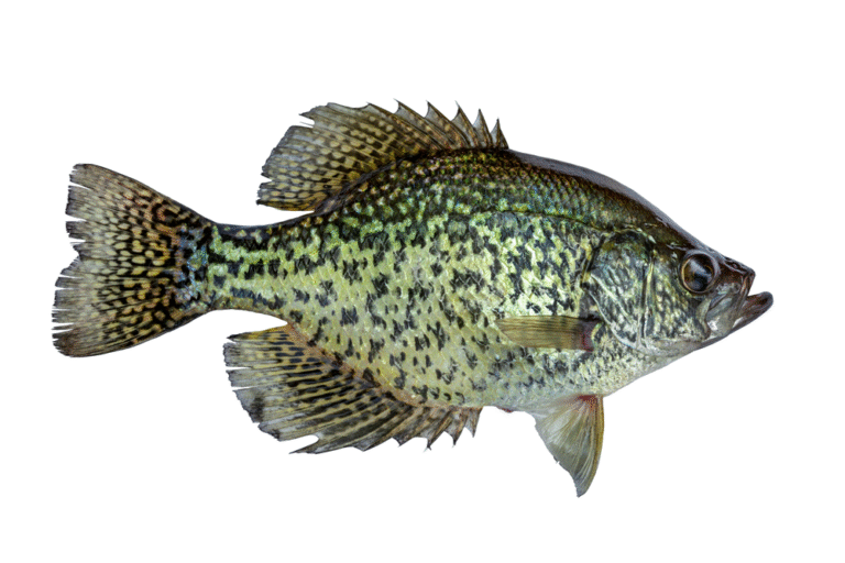 Summertime Crappie Fishing with Cap'n Ron
