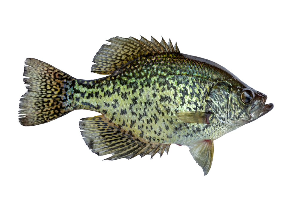 Summertime Crappie Fishing with Cap'n Ron