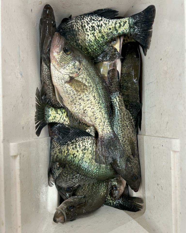 Why Crappie Fishing Is Perfect for Beginners and Kids
