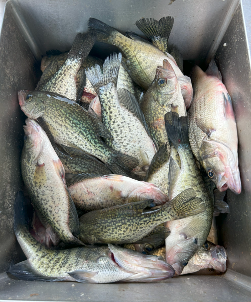 Texas' Best Crappie Fishing with Cap'N Ron